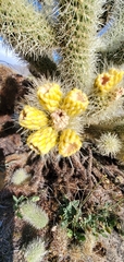 Cylindropuntia bigelovii