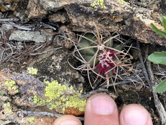 Ferocactus cylindraceus