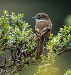 Mecocerculus leucophrys