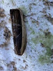 Truncaptera truncata