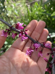 Cercis occidentalis