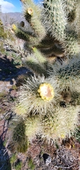 Cylindropuntia bigelovii