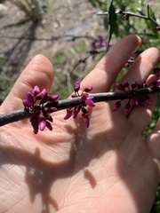 Cercis occidentalis
