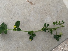 Medicago lupulina