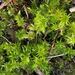 Sphagnum macrophyllum - Photo (c) Janet Wright, algunos derechos reservados (CC BY-NC), subido por Janet Wright