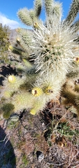 Cylindropuntia bigelovii