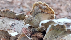 Stereum fasciatum