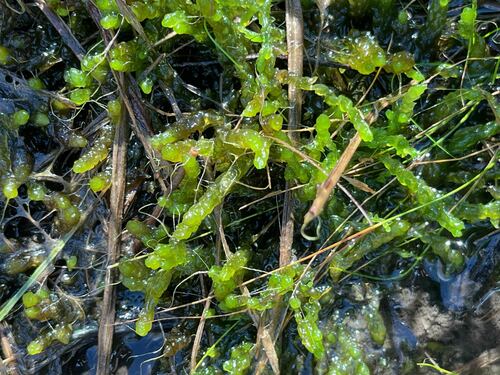 Sphagnum cyclophyllum