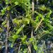 Sphagnum cyclophyllum - Photo (c) Janet Wright, algunos derechos reservados (CC BY-NC), subido por Janet Wright