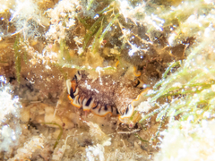 Prostheceraeus floridanus