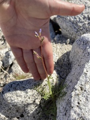 Gilia stellata