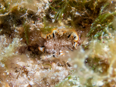 Prostheceraeus floridanus