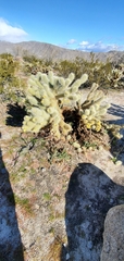 Cylindropuntia bigelovii