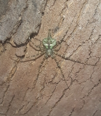 Neotama mexicana