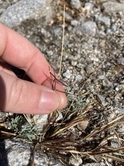 Bouteloua aristidoides