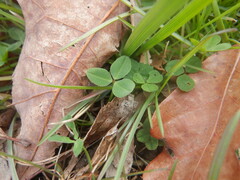 Trifolium repens