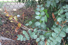 Ceratonia siliqua