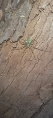 Neotama mexicana
