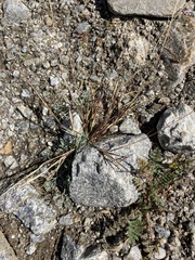 Bouteloua aristidoides