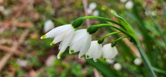 Leucojum aestivum