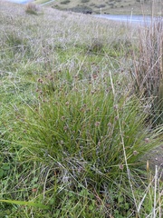 Juncus occidentalis