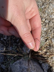 Bouteloua aristidoides