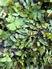 Targionia hypophylla