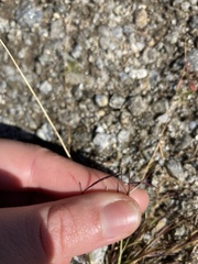 Bouteloua aristidoides