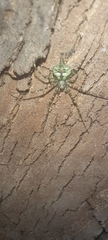 Neotama mexicana