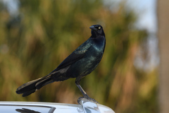 Quiscalus major