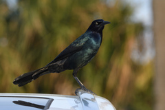 Quiscalus major