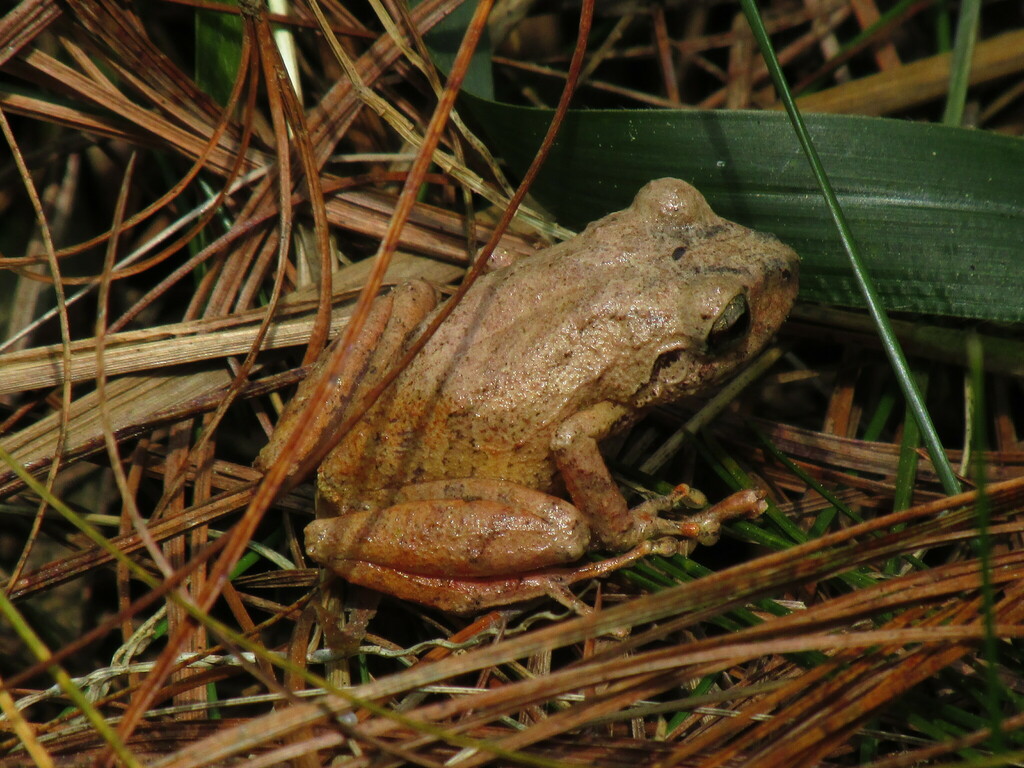 Pristimantis paisa in February 2023 by Juan Carlos Mejia · iNaturalist
