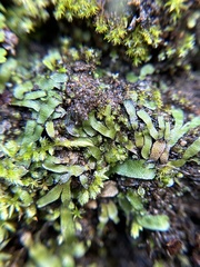 Targionia hypophylla