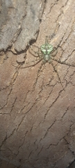 Neotama mexicana