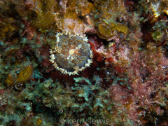 Bellactis caeruleus