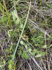 Sanicula bipinnatifida