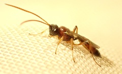 Diadromus collaris