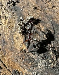Odontomachus haematodus