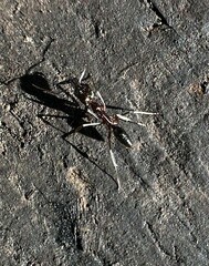 Odontomachus haematodus