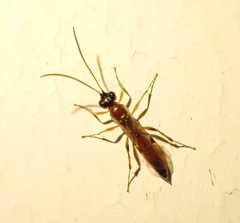 Diadromus collaris