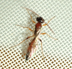 Diadromus collaris