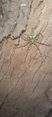 Neotama mexicana