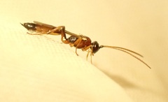 Diadromus collaris