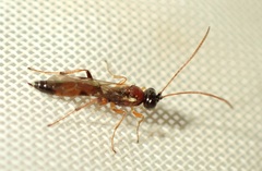 Diadromus collaris