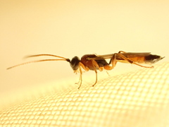 Diadromus collaris