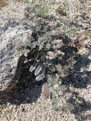 Dalea mollissima