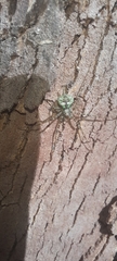 Neotama mexicana