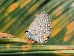 Luthrodes pandava