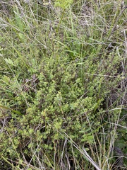 Galium porrigens