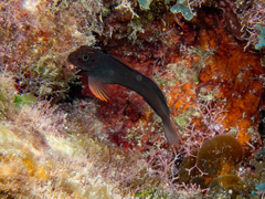 Ophioblennius macclurei
